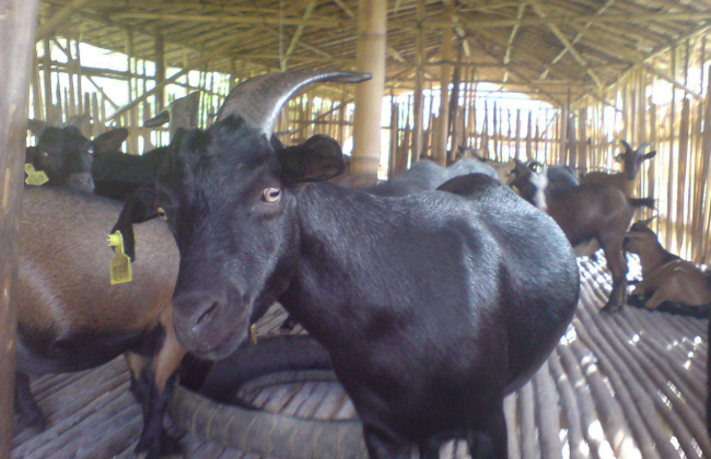 肉羊养殖育肥方法