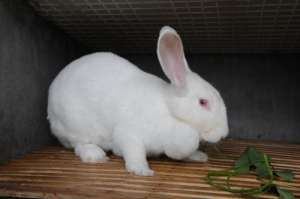 兔子粪的用处：从便便判断兔子是否健康_库百科兔子养殖