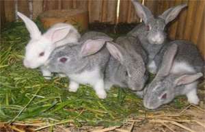 野兔养殖基地的养殖模式_库百科兔子养殖