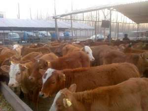 鲁西黄牛育肥的四个重要环节_库百科养牛