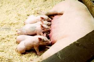 夏天将至，高温天气对母猪的影响_库百科母猪养殖_库百科养猪