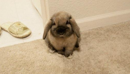 迷你垂耳兔能长多大?多少钱一只？