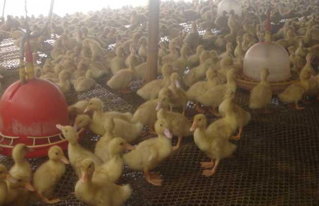 鸭子养殖如何提高成活率
