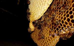 蜜蜂窝中有几种蜂房？_库百科养蜂养殖