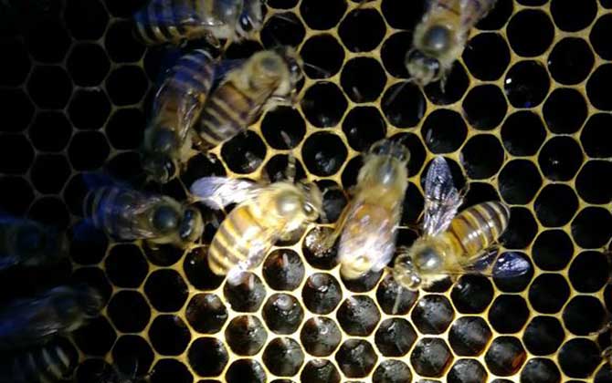 蜜蜂春季怎么繁殖最快？