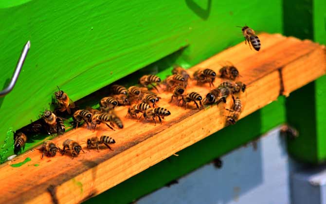 蜜蜂养殖技术及注意事项