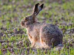 野兔养殖过程中应注意的四大问题_库百科兔子养殖