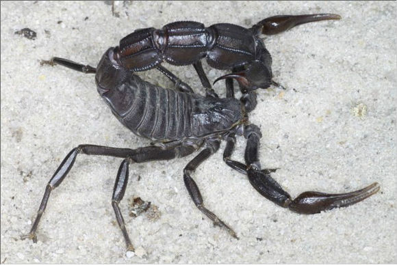 土耳其黑肥尾蝎子图片大全