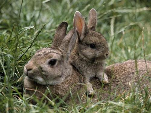 野兔养殖投资成本与利润分析