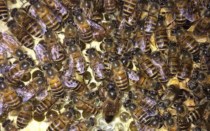 蜜蜂春季养殖管理技术