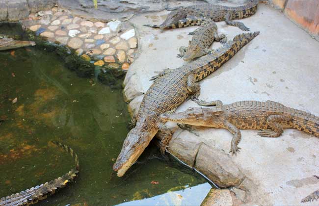人工养殖鳄鱼的安全管理及制度措施