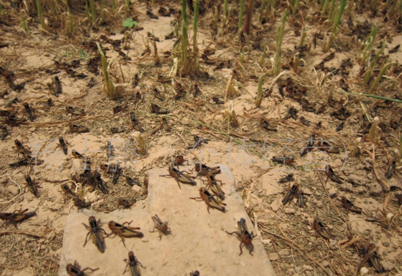 养殖蚂蚱准备和管理技术