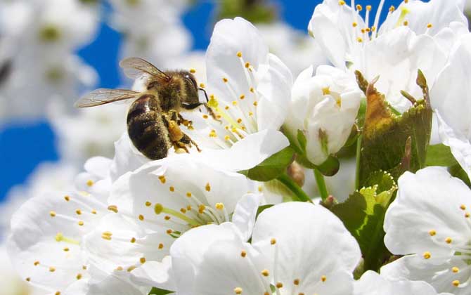 什么气味能让蜜蜂弃巢？