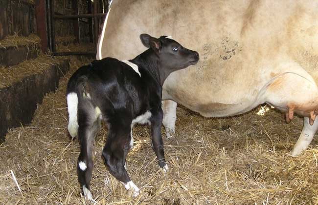 奶牛难产的原因及预防措施