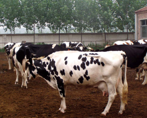 荷斯坦奶牛养殖技术