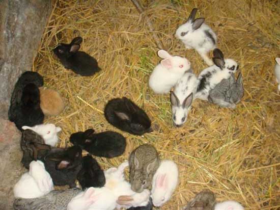 人工养殖的獭兔吃什么食物？