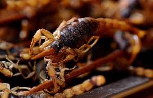油炸蝎子是怎么做的_库百科蝎子养殖