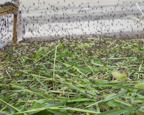 蚂蚱规模化养殖的方法