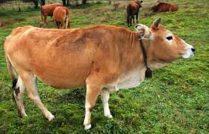 黄牛养殖的8条饲养黄金法则 让牛健康快速的长_库百科养牛