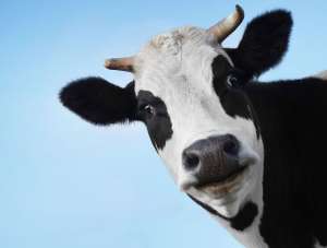 奶牛常用饲料添加剂的种类_库百科养牛
