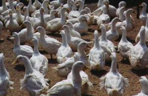 提高肉鸭养殖效率的六个技巧_库百科养鸭