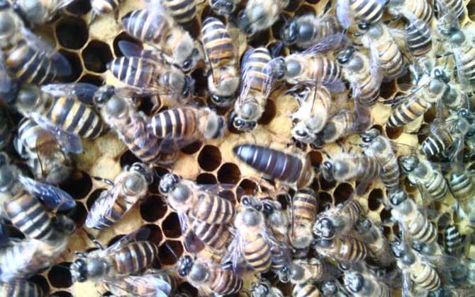 蜜蜂逃跑该怎么预防？