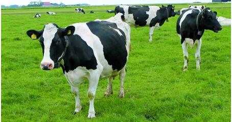 奶牛不孕症的发病原因及其防治方法