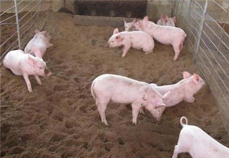 发酵床养猪法