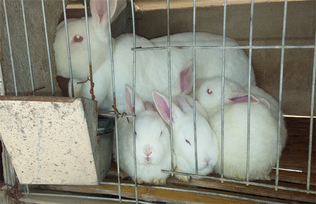 母兔养殖管理技术