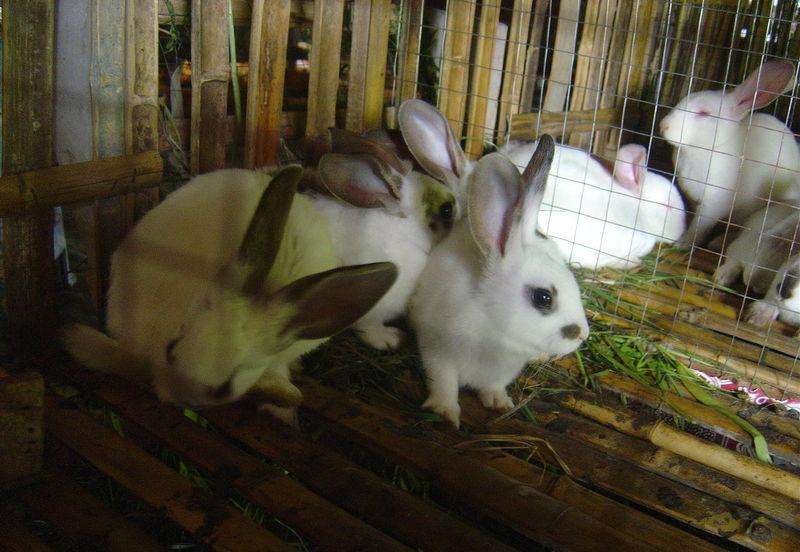 母兔配种哺乳饲养技术
