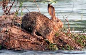 特种养殖野兔对兔舍环境的要求_库百科兔子养殖