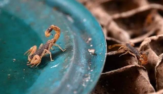 人工养殖蝎子的方法