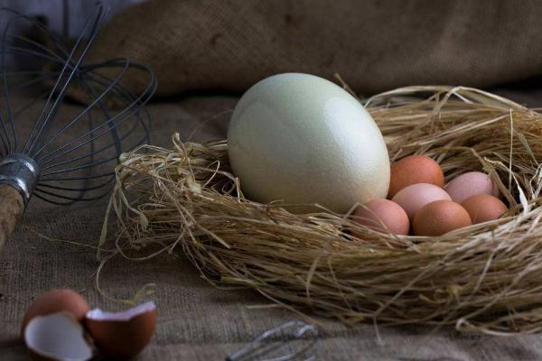 鸵鸟蛋的保存与营养功效