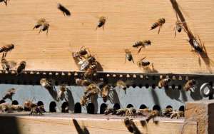 蜜蜂为什么会朝王？_库百科养蜂养殖