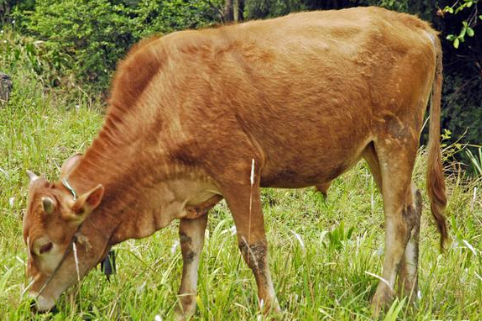 养牛知识分享：黄牛的养殖方法