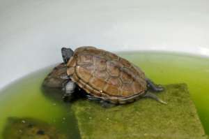 光照对乌龟的生长与产量的重要性实验_库百科养龟