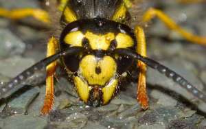 蜜蜂的天敌是什么动物？_库百科养蜂养殖