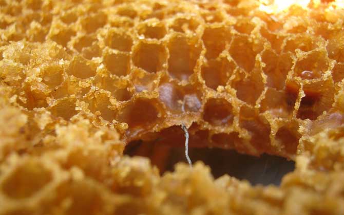 最好的蜂蜜是什么蜜？