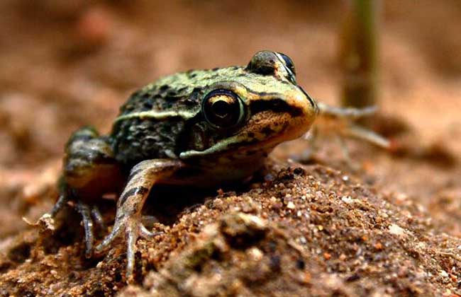 黑斑蛙人工养殖技术及注意事项是什么？