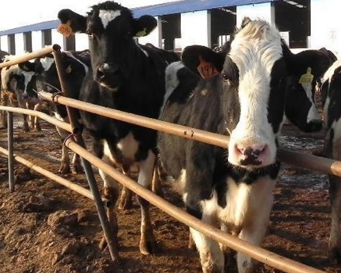 奶牛养殖技术介绍