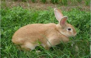 兔子养殖技术：如何挑选种兔_库百科兔子养殖