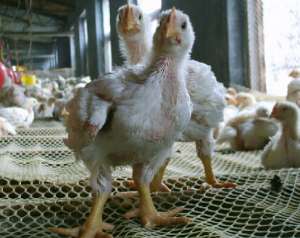 养殖有机肉鸡的优缺点_库百科肉鸡养殖