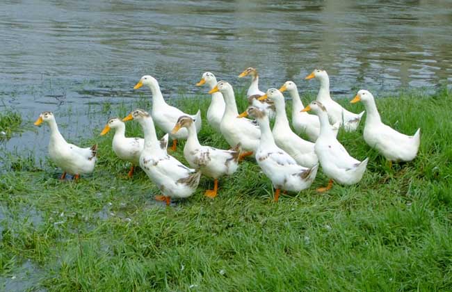 养鸭的利润与成本 养鸭子赚钱吗？