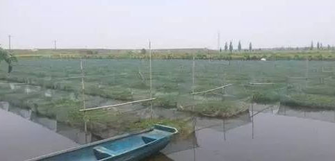 黄鳝网箱养殖面临的问题和改善