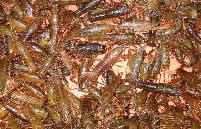 龙虾养殖推荐：室内小龙虾养殖技术