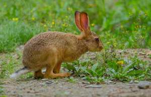 杂交野兔养殖利润分析_库百科兔子养殖