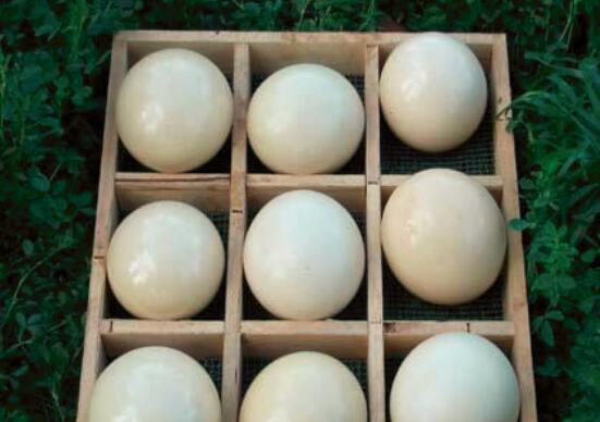 鸵鸟蛋的保存与营养功效
