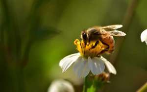 蜜蜂有哪些生物学特性？_库百科养蜂养殖