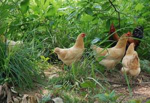 你知道鸡的生理习性吗？想学养鸡的快来看！_库百科土鸡养殖