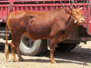 黄牛的纯种选育的条件和实行_库百科养牛